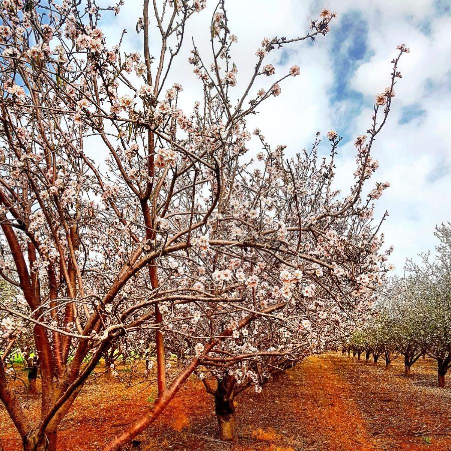 Bed and Breakfast Kibbutz Nachshon Екстер'єр фото